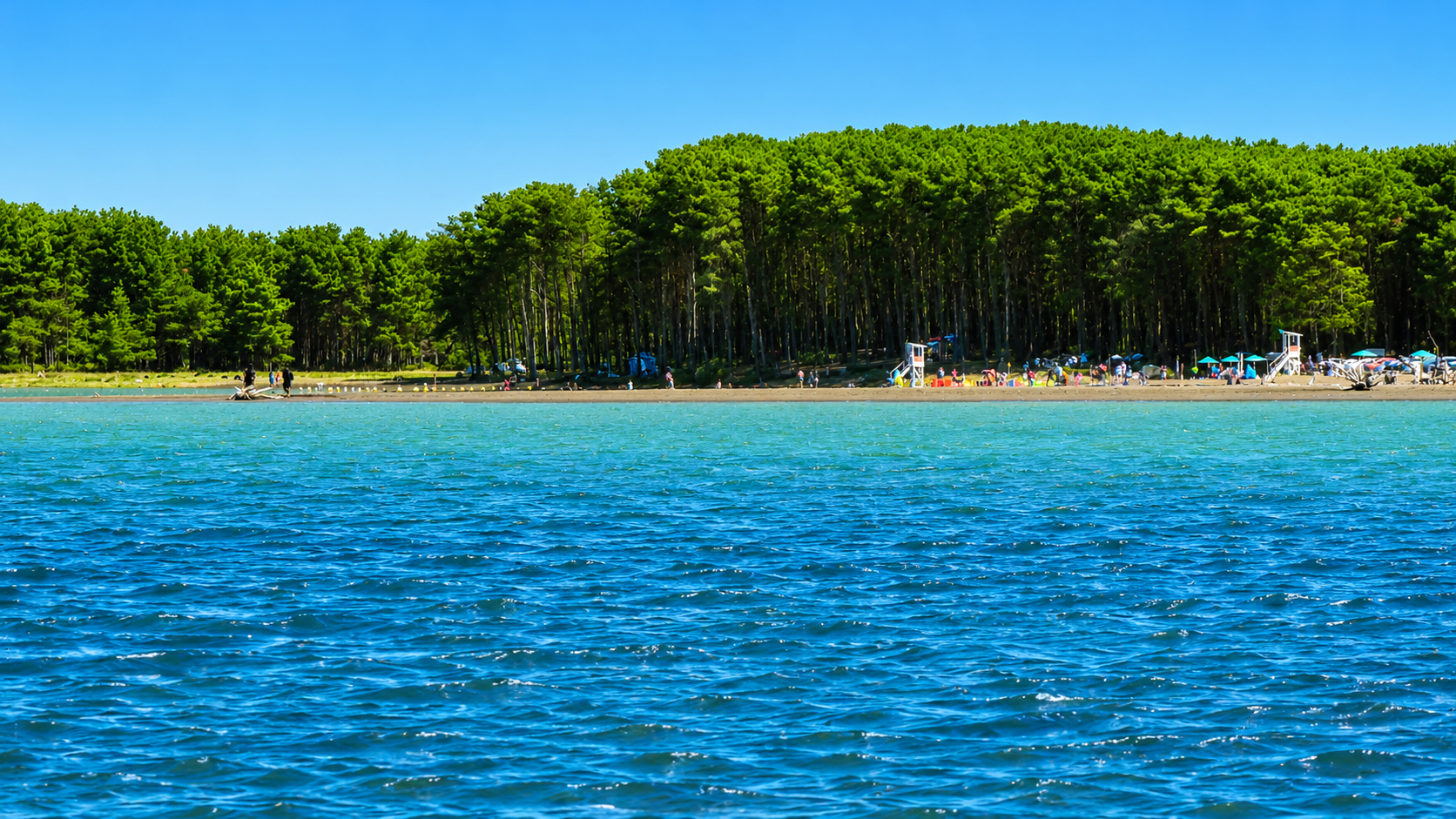 Los pinos en verano